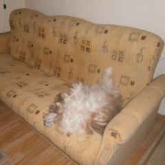 Csuti elfáradt, fejvesztve alszik a kanapén!