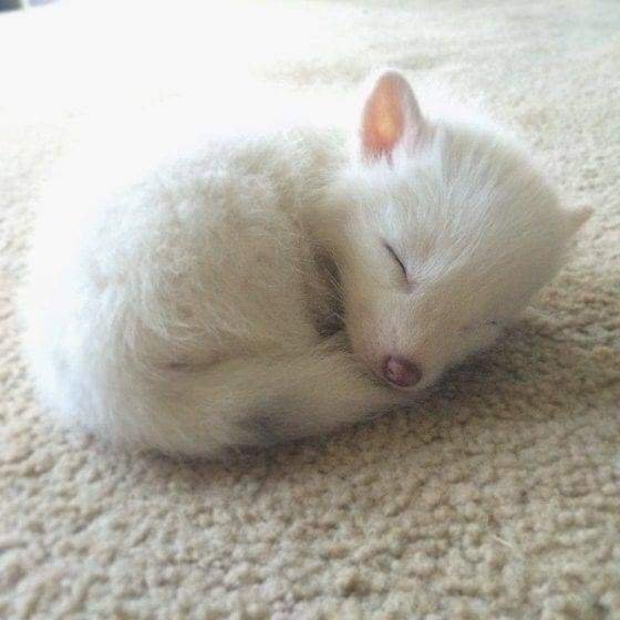 Shhh baby fox sleeping