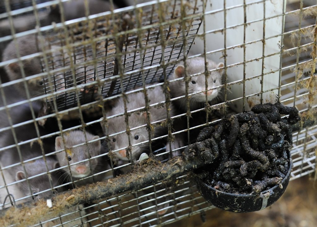 Italy to ban fur farming and shut down all mink farms