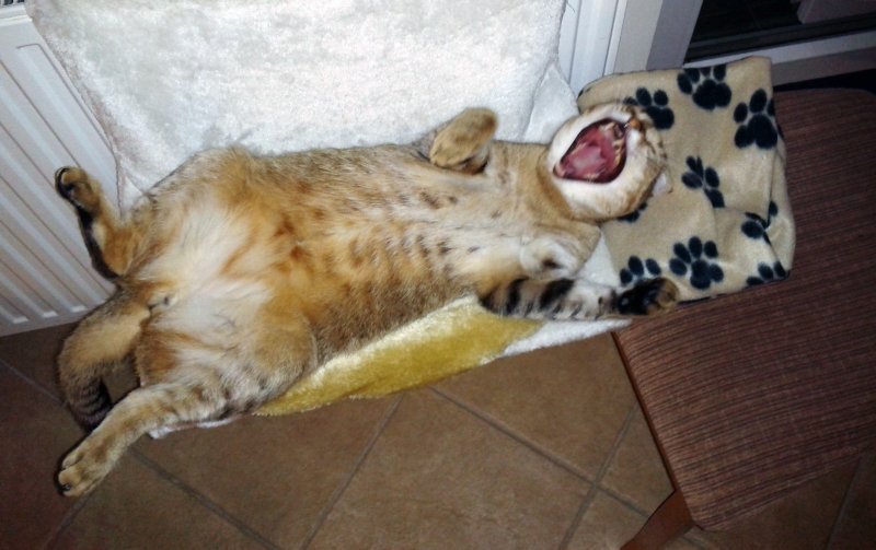 Huge yawn!